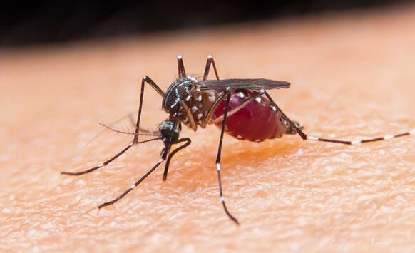 Mosquitoes are carriers of protozoan parasites and malaria