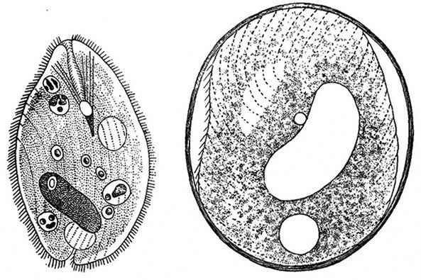 Protozoan parasite