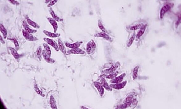 Toxoplasma protozoan parasite the pathogen of toxoplasmosis
