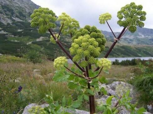 Angelica comes from human parasites