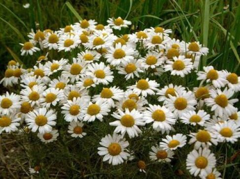 Chamomile produced by endoparasites