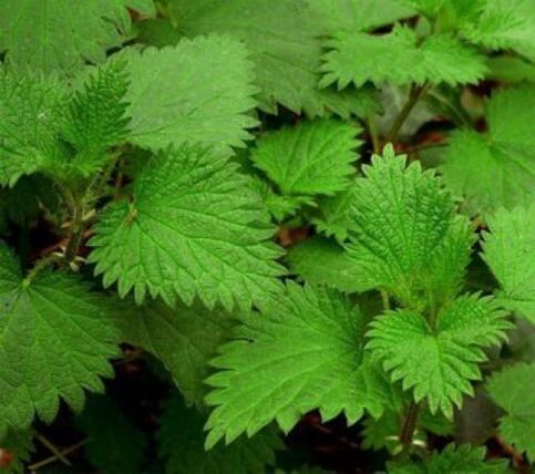 Nettle from human parasites