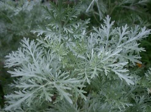 Wormwood produced by endoparasites