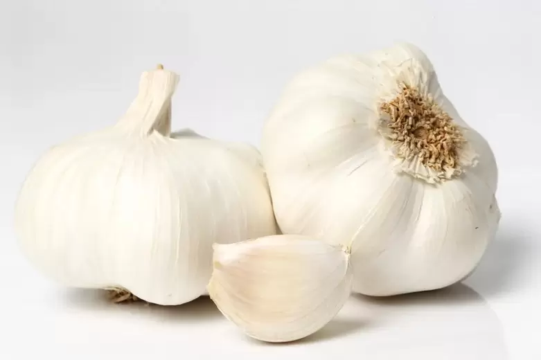 Garlic fights parasites