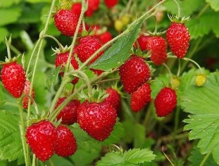 Berries strawberries