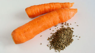 Carrot seeds from pests
